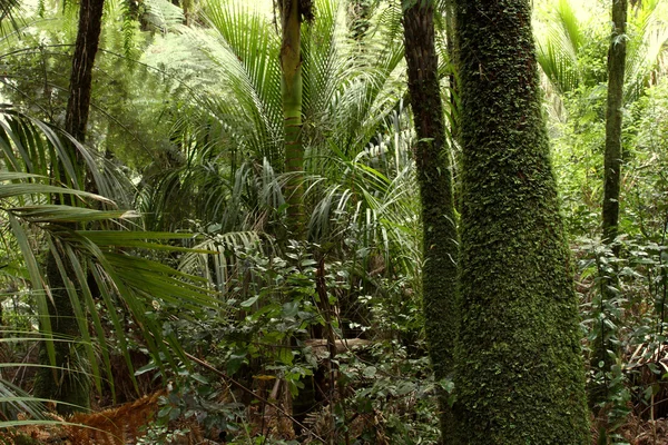 Tropisch woud jungle — Stockfoto