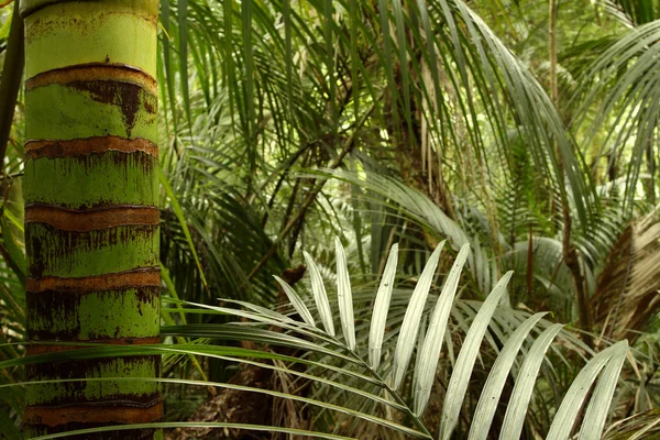 Dschungel der Tropenwälder — Stockfoto