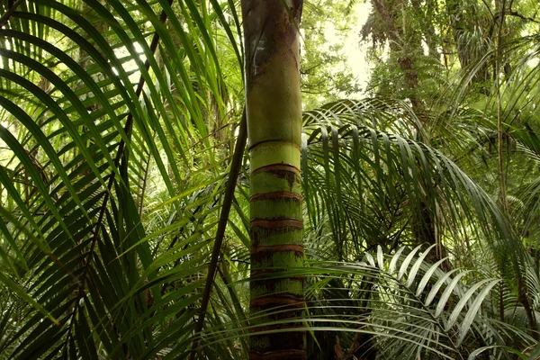 Tropisch woud jungle — Stockfoto
