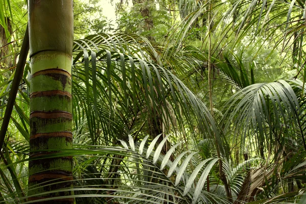 Tropický prales džungle — Stock fotografie