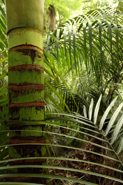 热带森林丛林 — 图库照片