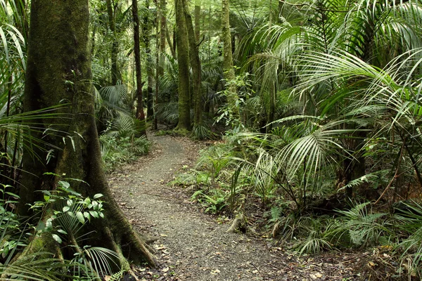 Floresta tropical selva — Fotografia de Stock