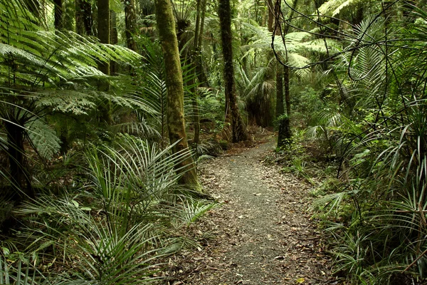 Dżungla las tropikalny — Zdjęcie stockowe