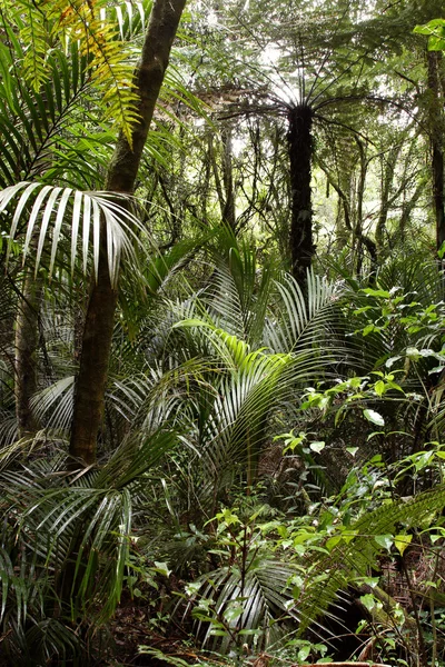 Tropisk skog djungel — Stockfoto