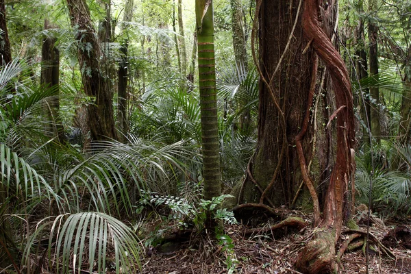 Trópusi erdő dzsungel — Stock Fotó