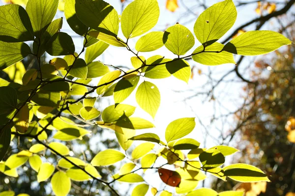 Листья в лесу — стоковое фото
