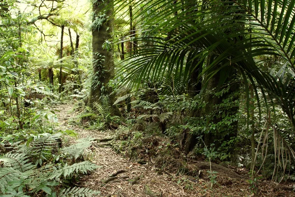 Tropical forest trail — Stock Photo, Image