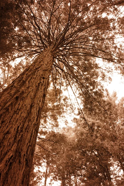 Large tree — Stock Photo, Image