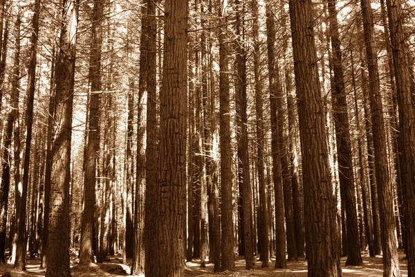 Pnie drzew — Zdjęcie stockowe