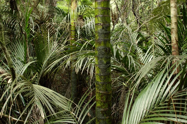 Тропічні джунглі — стокове фото