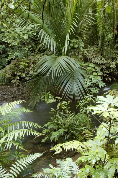 Tropical jungle — Stock Photo, Image