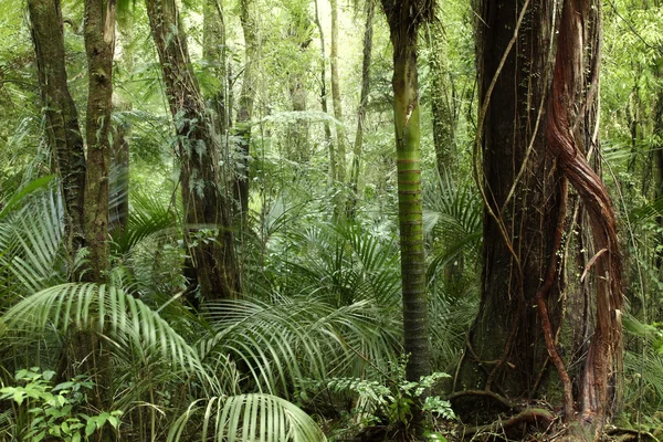 Tropické džungle — Stock fotografie