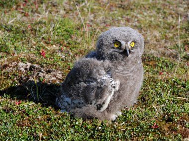 Kar baykuşu piliç (Bubo scandiacus)