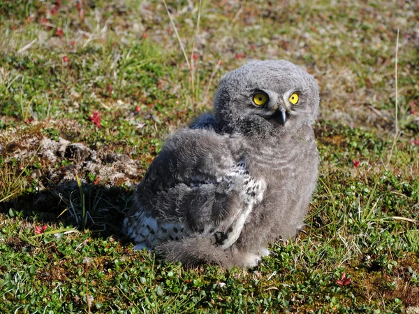 Snowy owl chick (Bubo scandiacus) — Stock Photo, Image