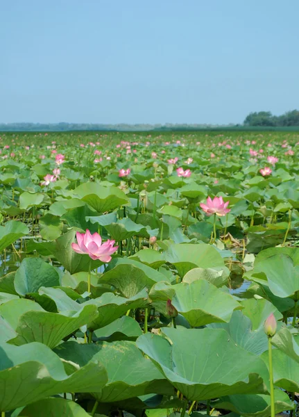 Valley of lotuses (sacred lotus) — Stock Photo, Image