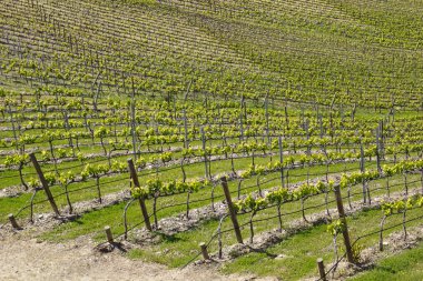 Douro vadisinden üzüm bağları