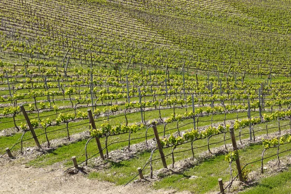 Виноградник из долины Дору — стоковое фото