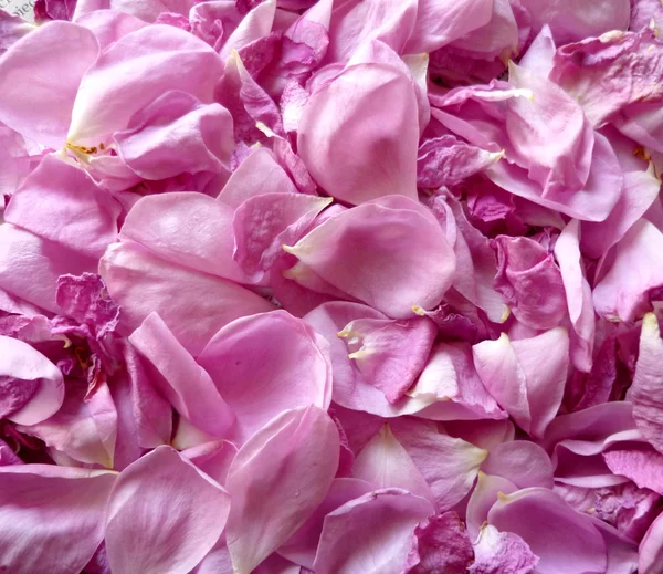 Stock image Pink roses petals