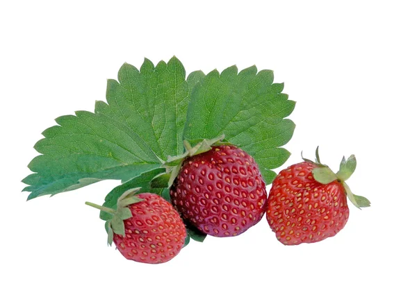 Three fresh strawberries — Stock Photo, Image