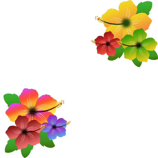 Marco floral de hibisco — Vector de stock