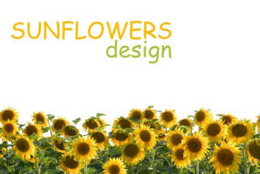 Sunflower frame clipart