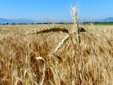 Wheat field against blue sky clipart