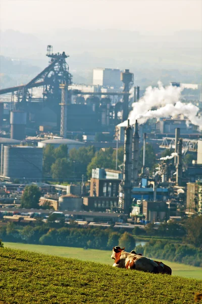 Stock image Cows from industrial sites