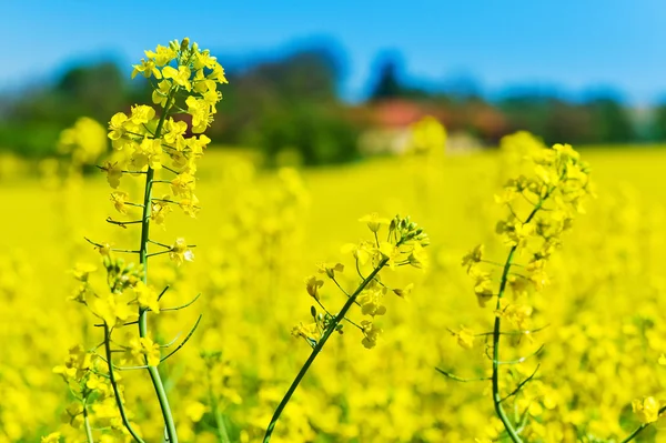 Gelbes Rapsfeld im Frühling — Stockfoto