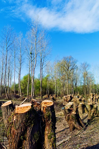 Träd i en skog var recut — Stockfoto