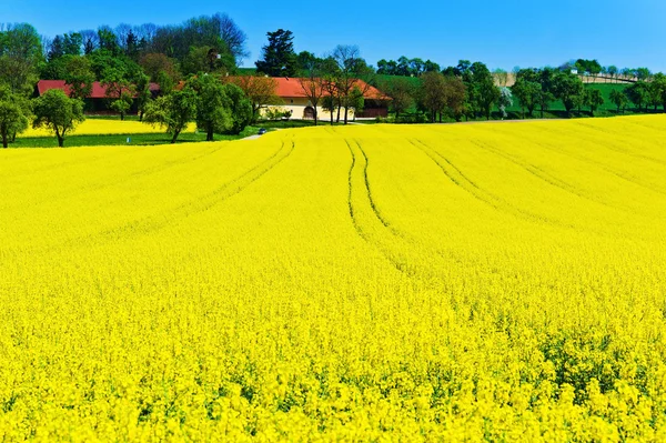 春の黄色い菜の花畑 — ストック写真