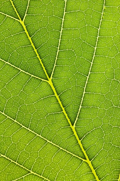 Bir yaprak damarları — Stok fotoğraf