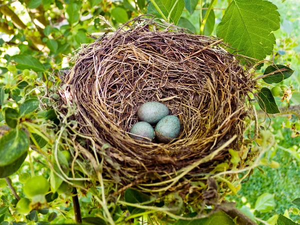 Яйца дрозда в птичьем гнезде — стоковое фото