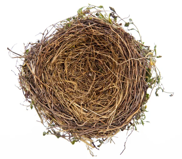 Empty bird's nest — Stock Photo, Image