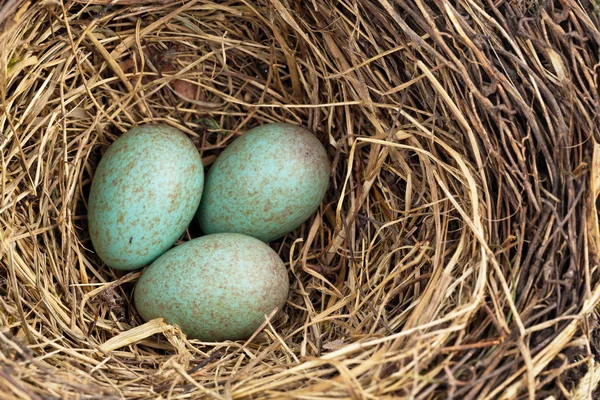 Huevos de mirlo en un nido de pájaros —  Fotos de Stock