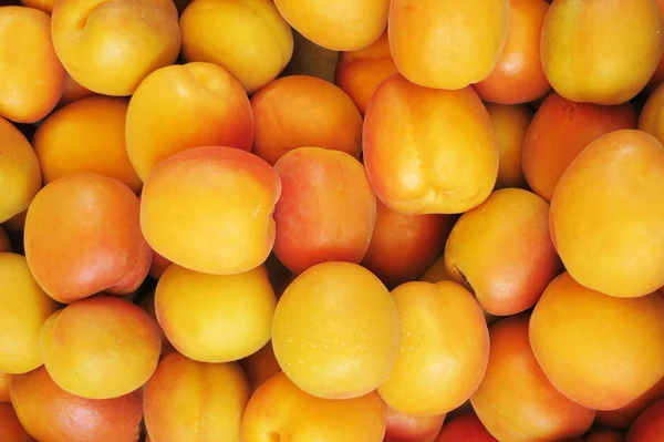 Aprikoser - aprikoser – stockfoto