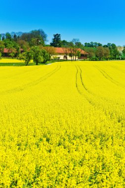 Yellow rape field in spring clipart