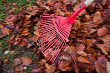 Rake leaves. remove leaves. gardening clipart