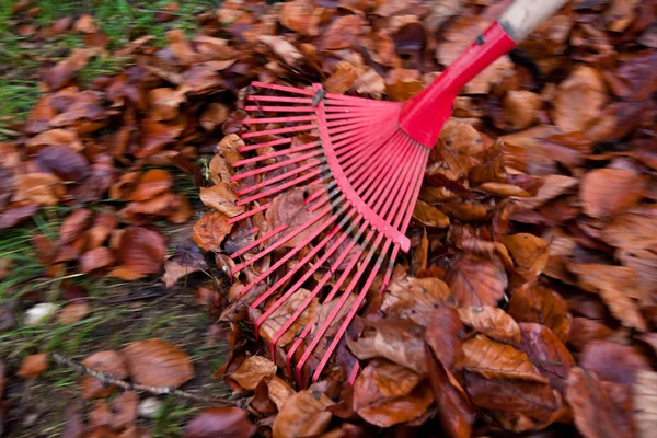 Harkenblätter. Blätter entfernen. Gartenarbeit — Stockfoto