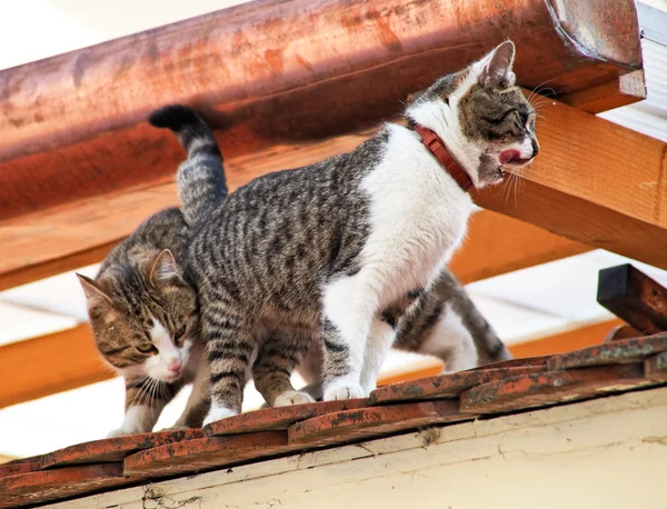 Twee katten op een dak — Stockfoto