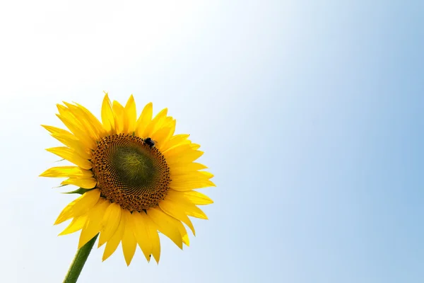 In bright yellow sunflowers on a field — Stock Photo, Image