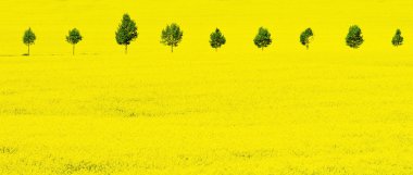 Yellow rape field in spring clipart