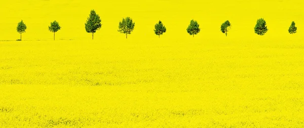 Campo de estupro amarelo na primavera — Fotografia de Stock