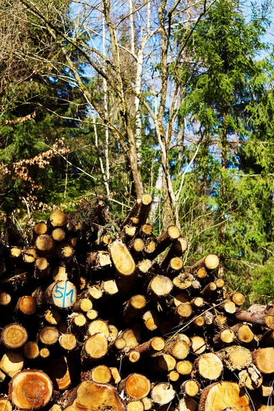 Bir ormandaki yakacak odun — Stok fotoğraf