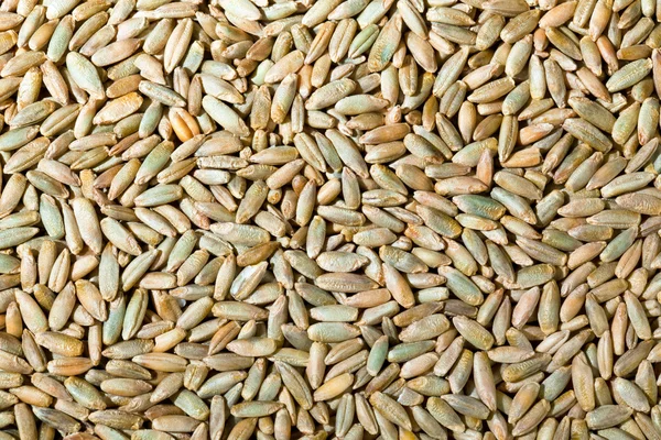 Getreidekörner aus Roggen — Stockfoto