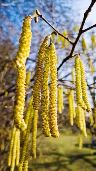 Een hazel bloemen in de lente. allergie — Stockfoto