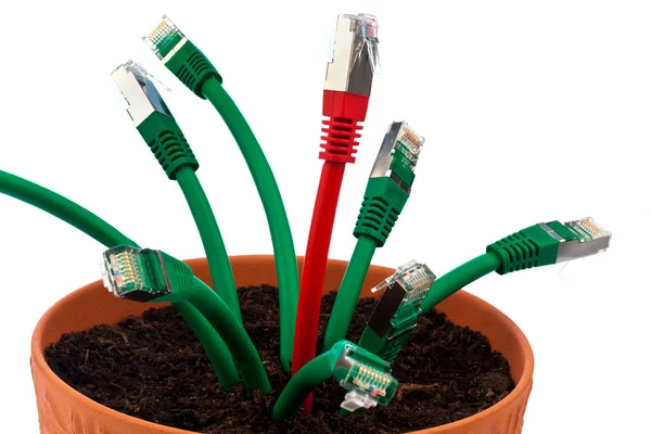 Cable network in flower pot — Stock Photo, Image