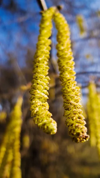 Fiori di nocciola in primavera. allergia — Foto Stock