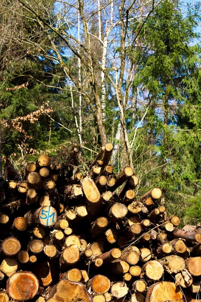 Drewno w lesie — Zdjęcie stockowe