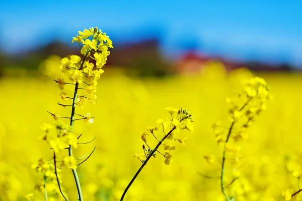 Sárga repcemező tavasszal — Stock Fotó