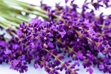 Lavender on a white background clipart